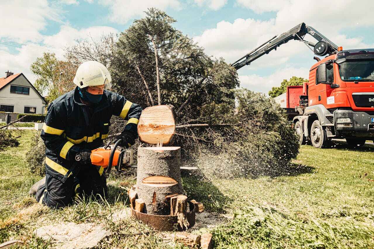 Best Tree Root Removal  in St Hedwig, TX